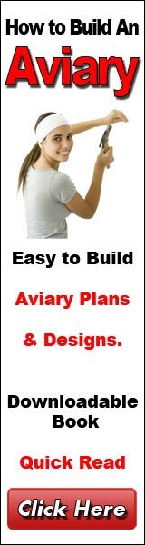 How To Build An Aviary